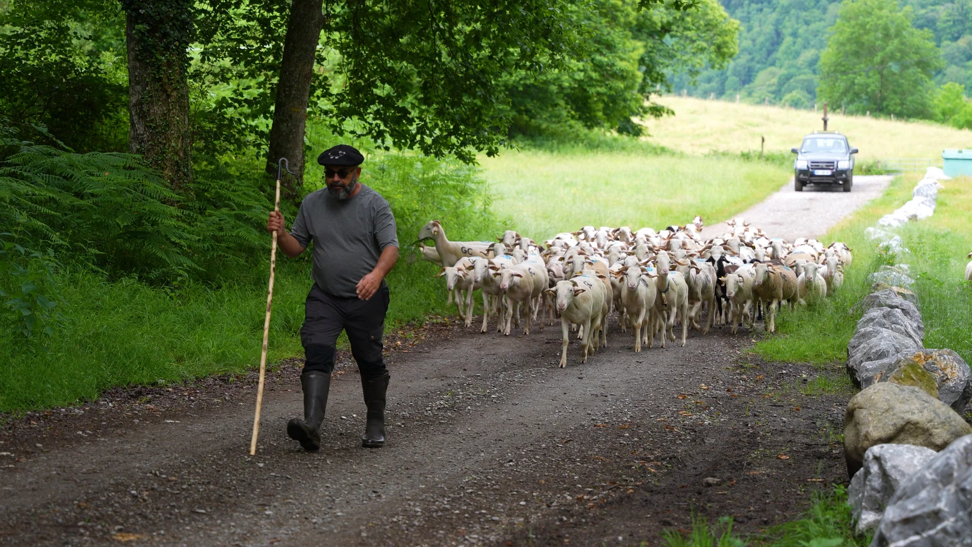 Un berger guidant son troupeau de brebis sur un chemin