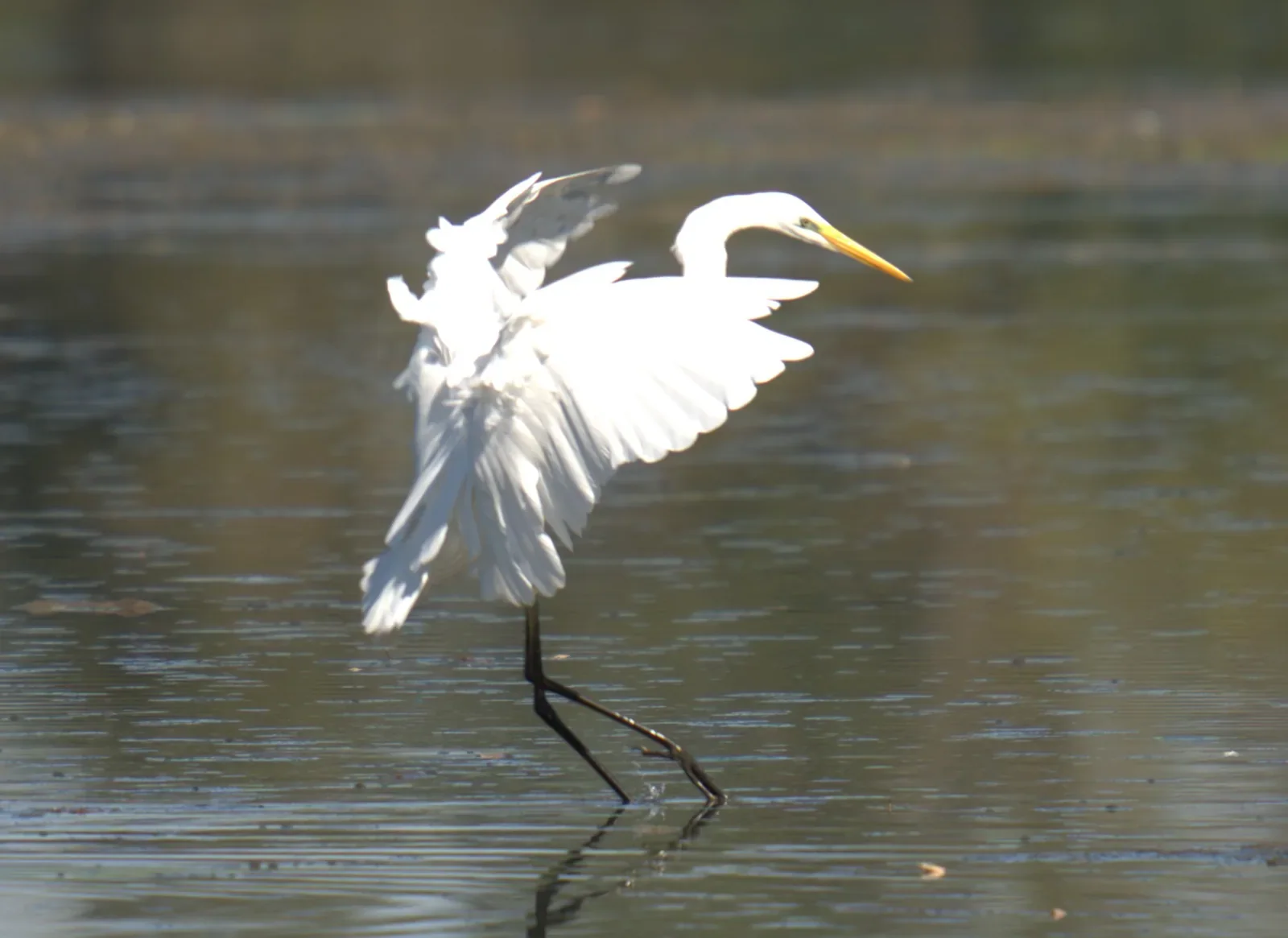 Aigrette prenant son envol au-dessus de l’eau