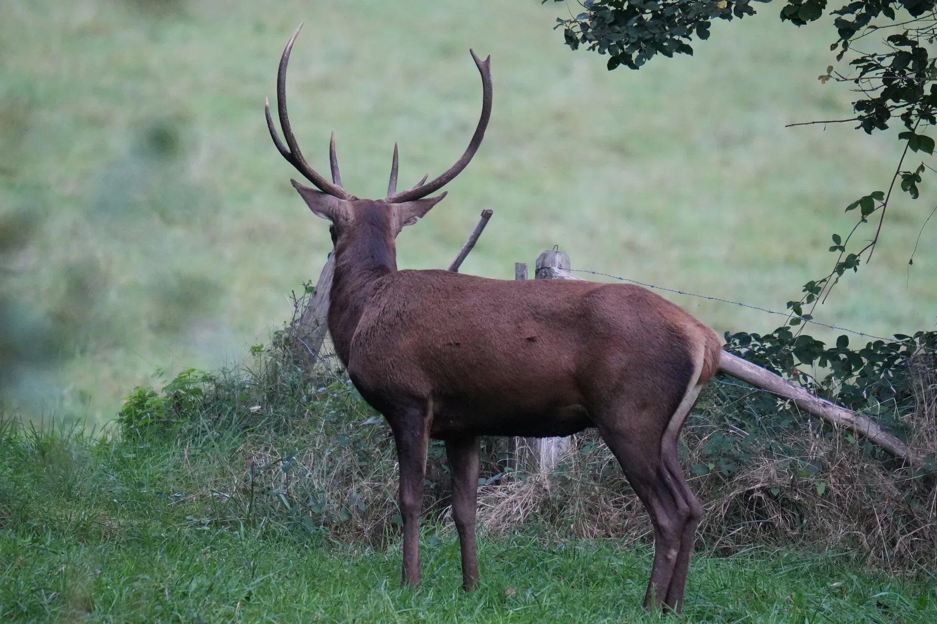 Cerf à la lisière d’un sous-bois