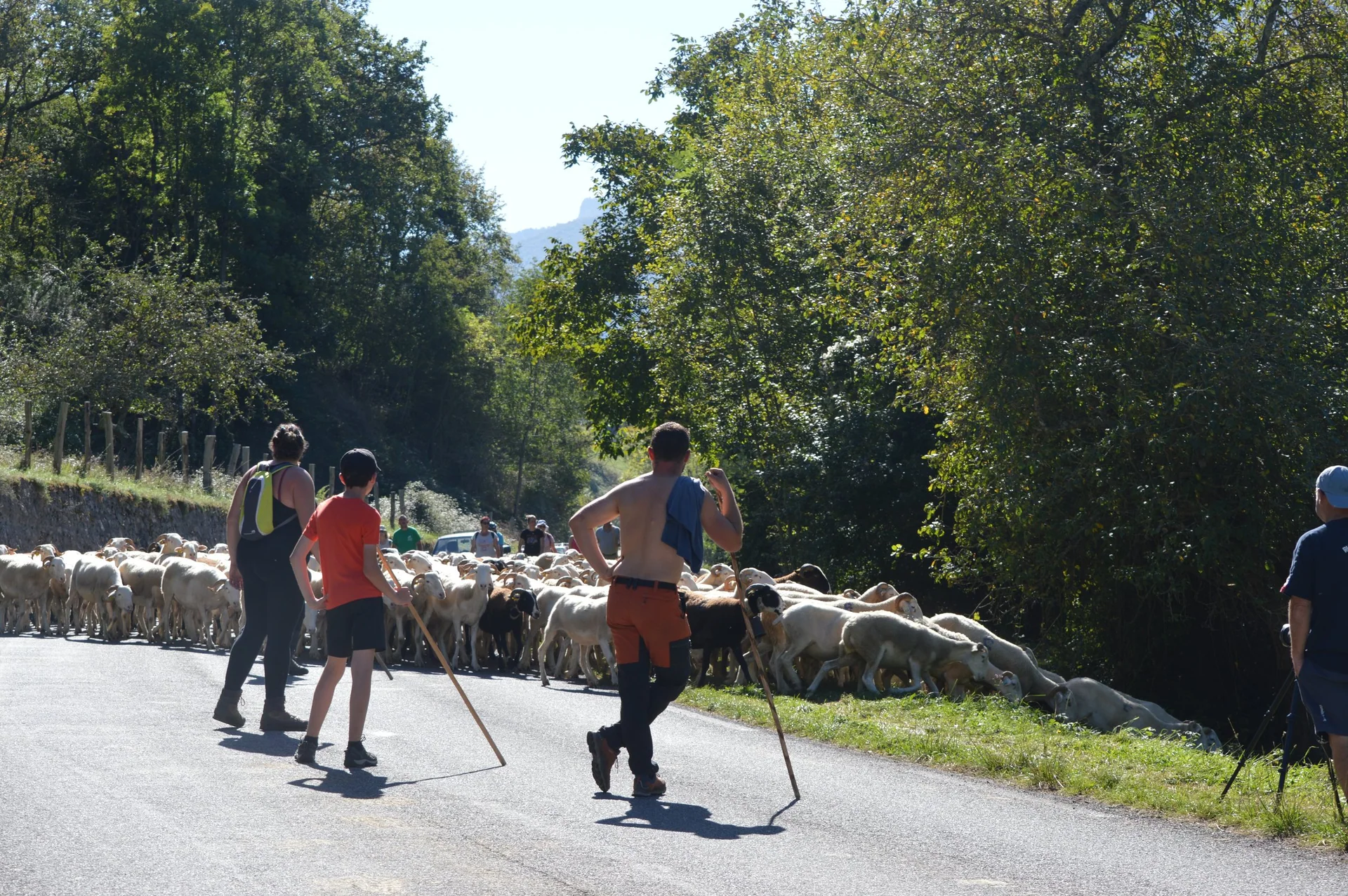 Troupeau sur un chemin de montagne
