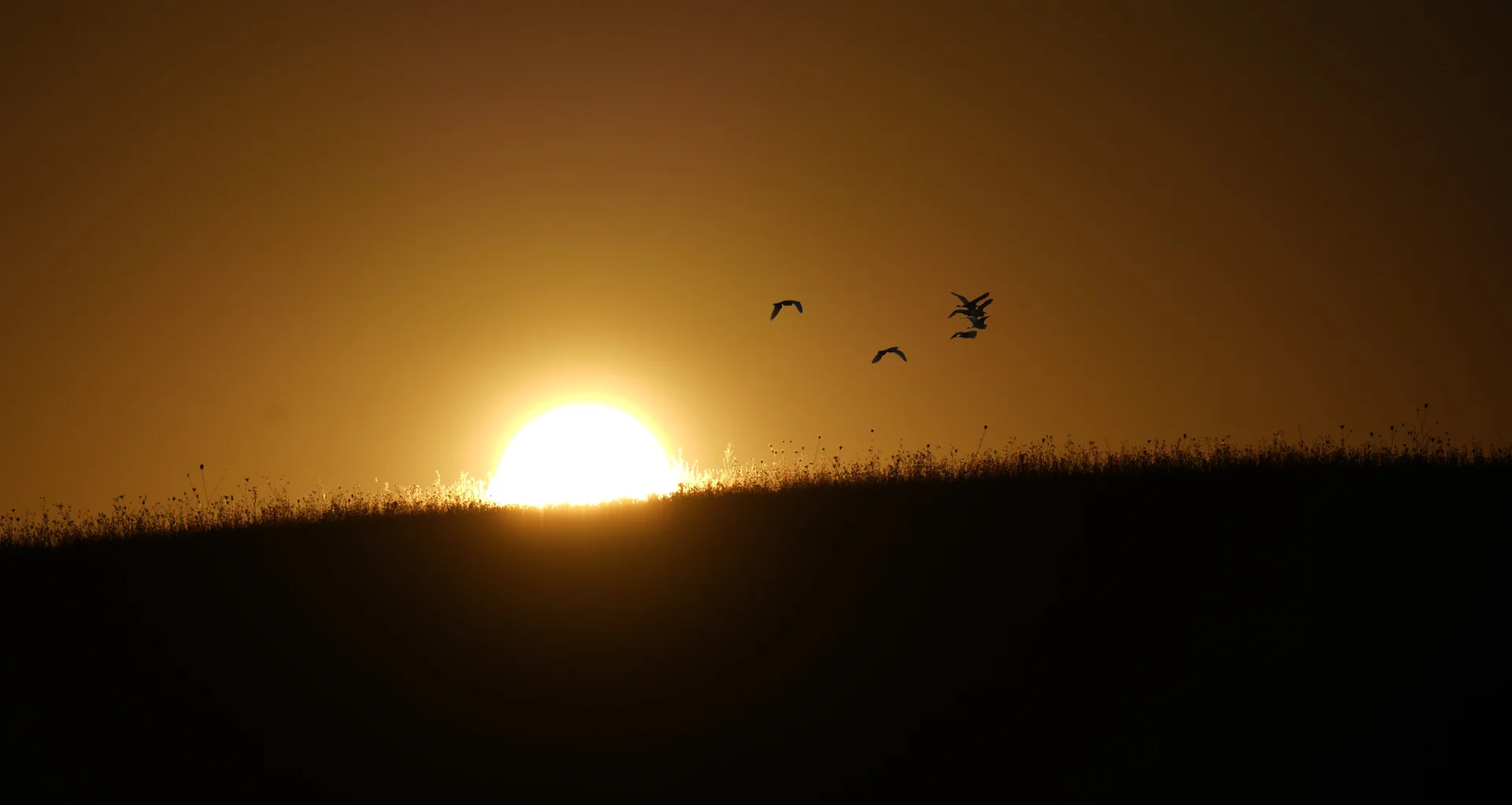 Envol d’oiseaux dans la lumière