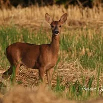 Cerf photographié dans son milieu naturel