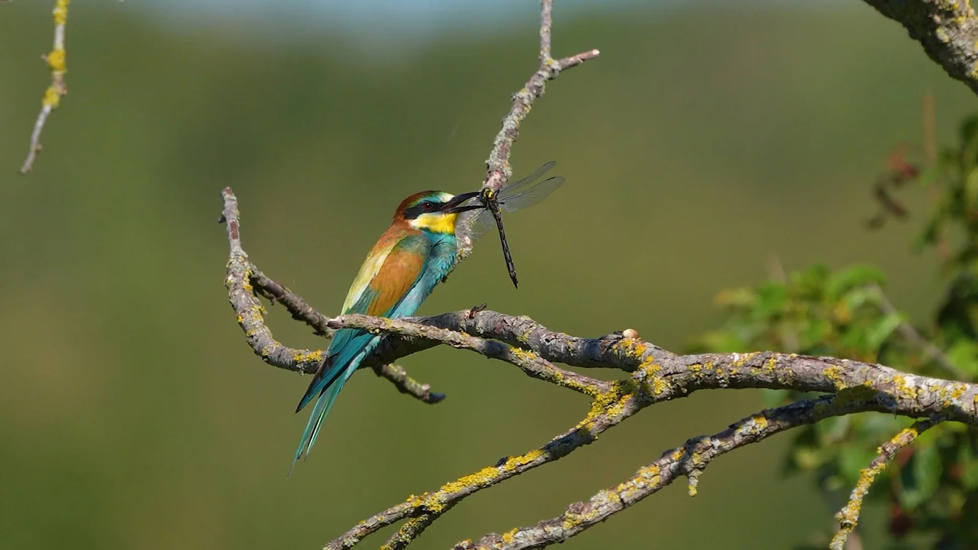 Martin-pêcheur au bord de l’eau