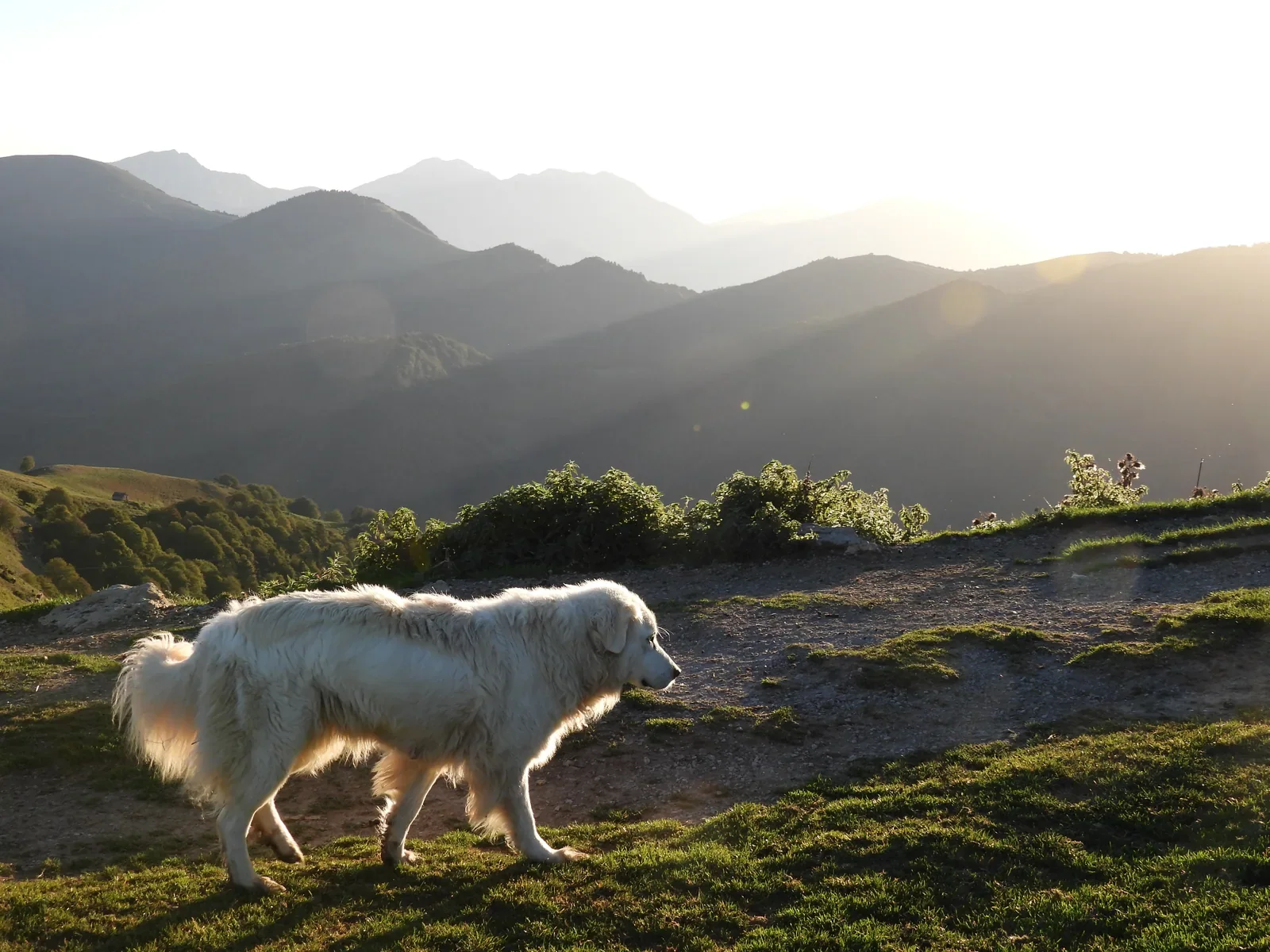 Chien de protection dans la lumière matinale des Pyrénées
