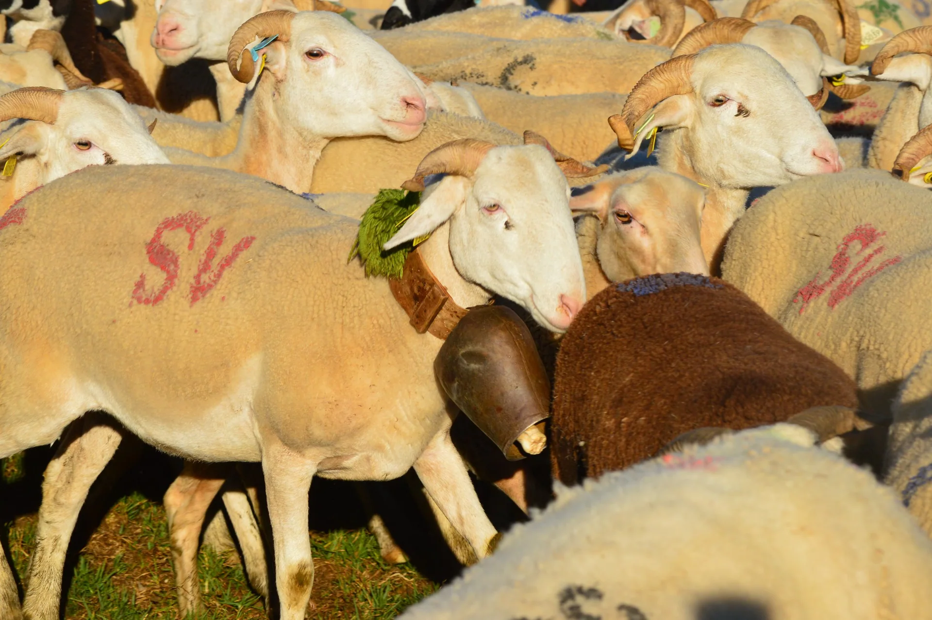 Troupeau de moutons dans la lumière du soir