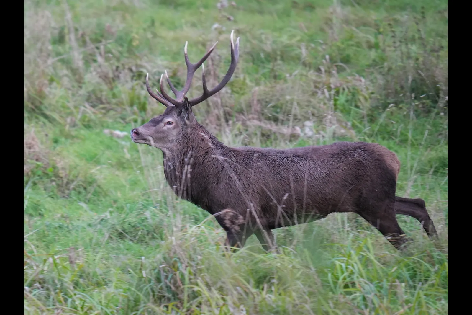 Cerf avançant dans les herbes hautes