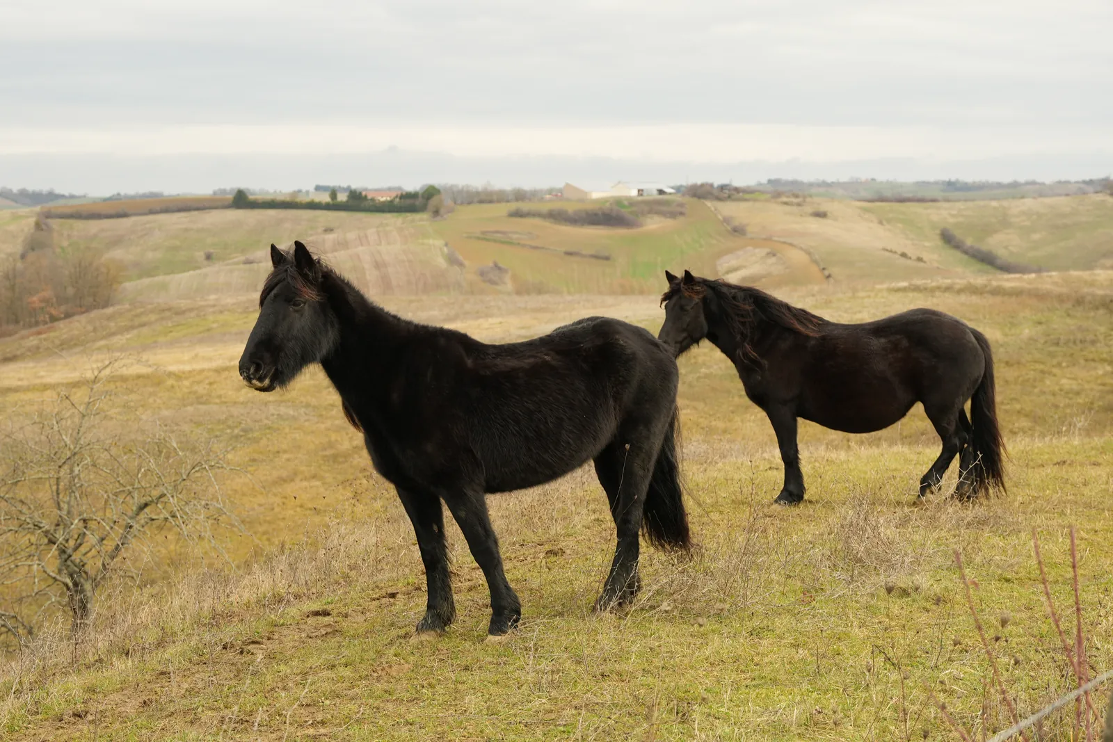 Deux chevaux noirs dans un paysage de campagne