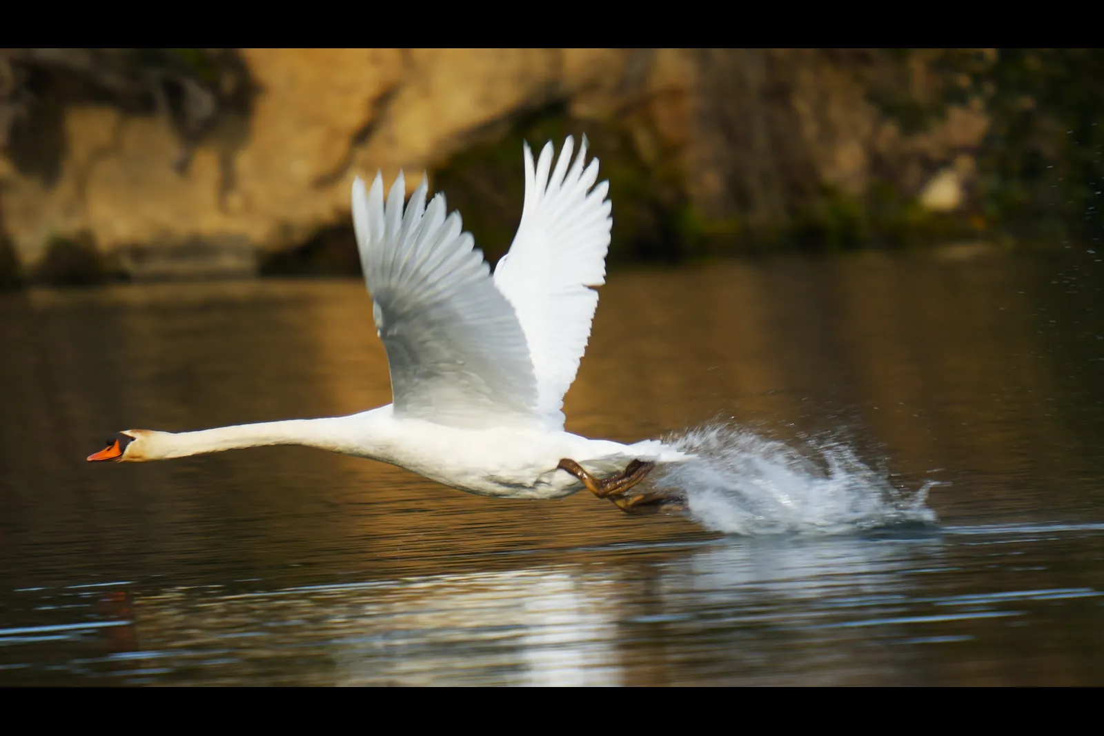 Cygne prenant son envol à la surface de l’eau