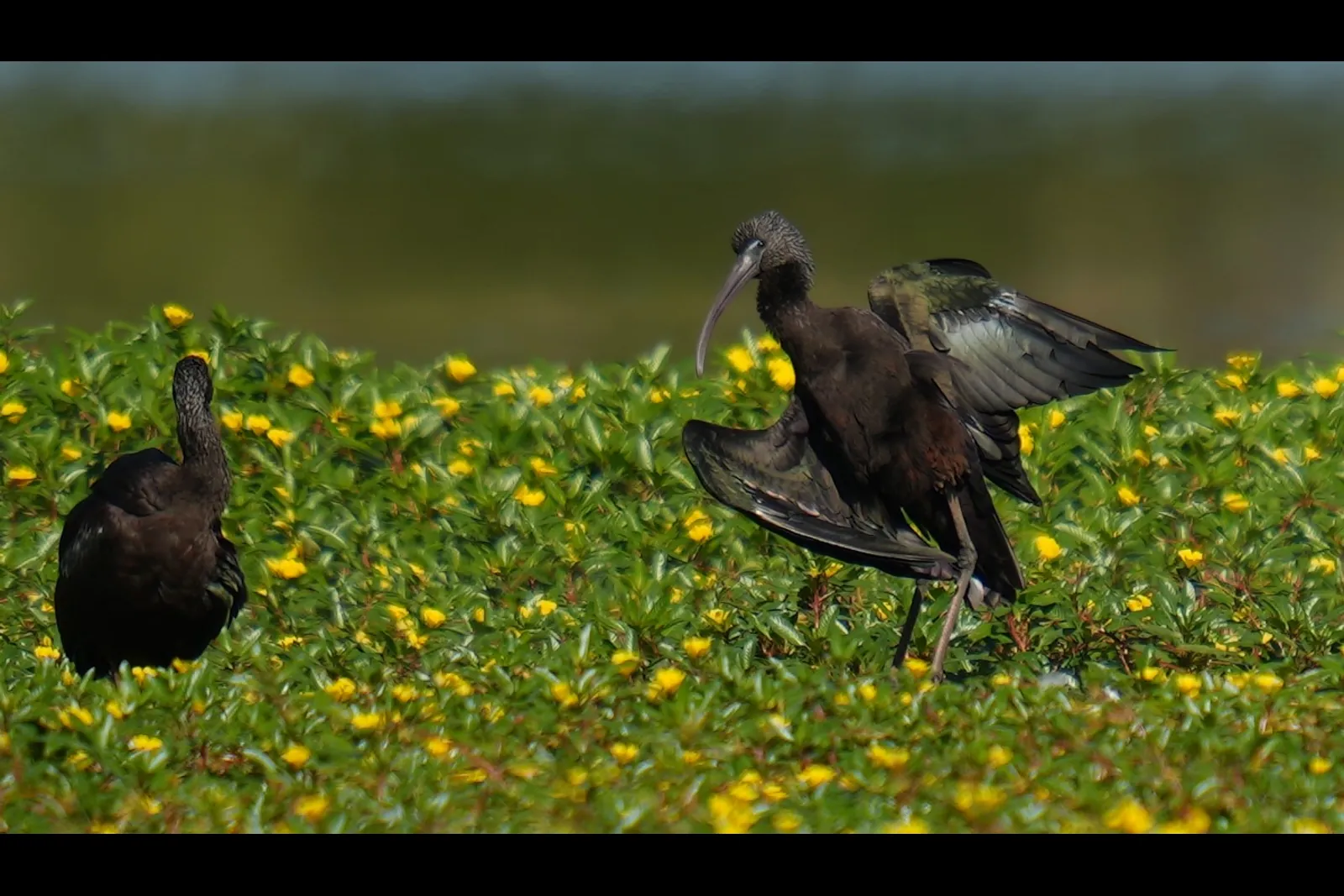 Ibis falcinelles au milieu de fleurs jaunes