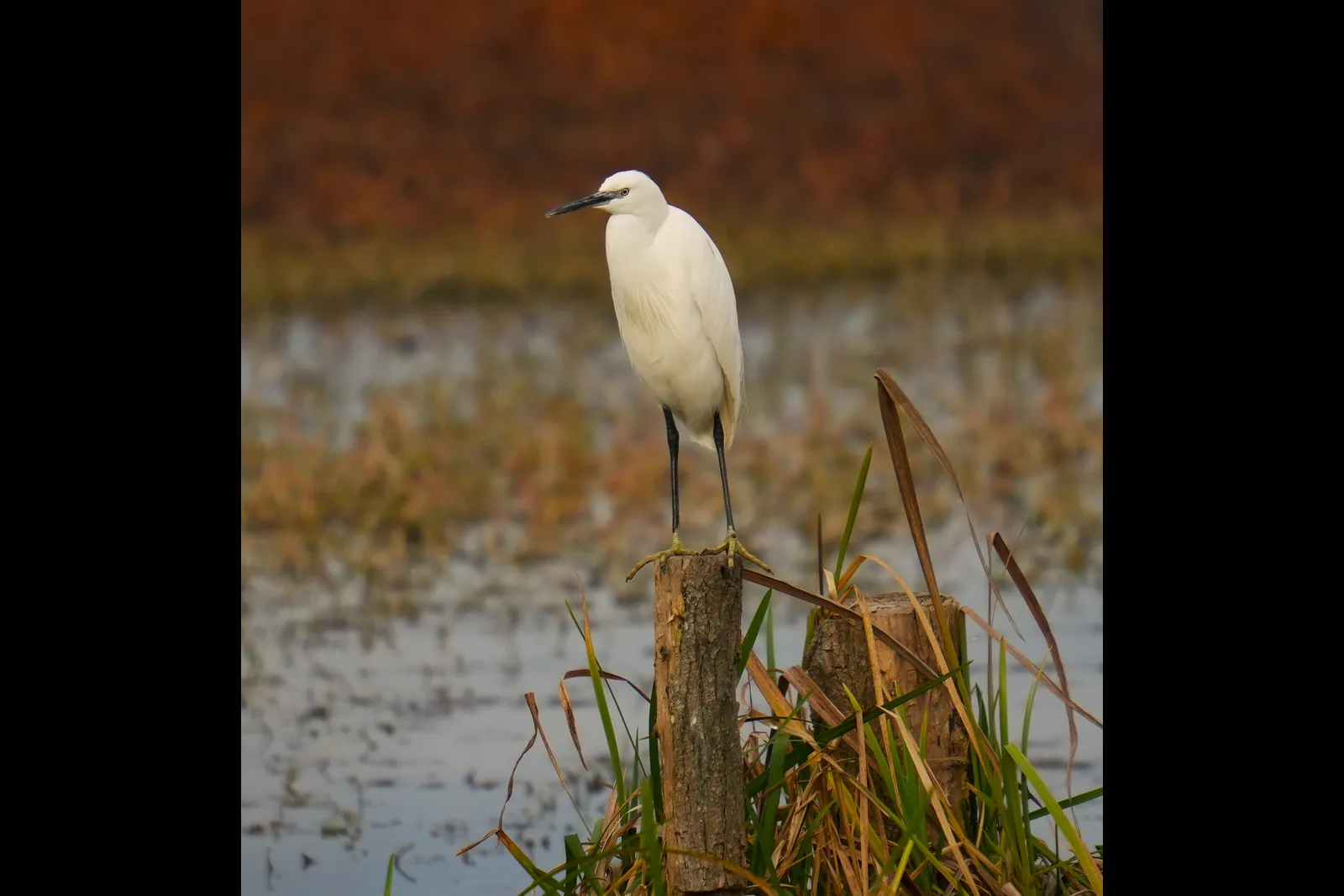 Aigrette garzette posée au bord de l’eau
