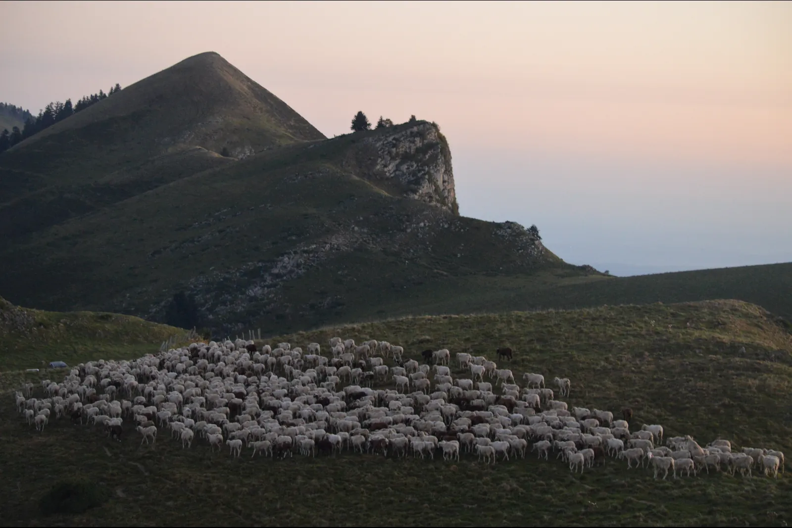 Troupeau de brebis avançant sous les crêtes de Barousse
