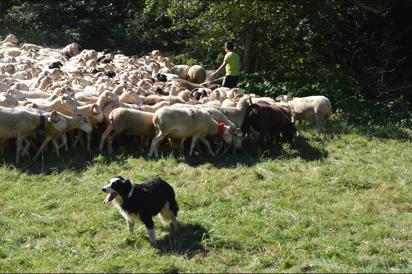Chien de berger guidant un troupeau sur le chemin